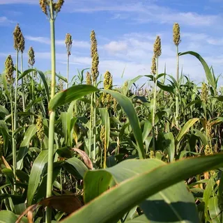 thumbnail for publication: Sorghum